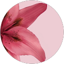 Lily Scrimgeour